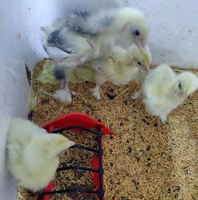 Anak ayam Brahma Blue dan splash