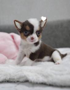 CHIHUAHUA PUPPIES VIP68🌷Head Apple Cute Dog Boy
