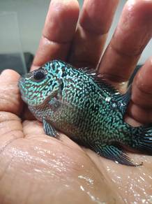 flowerhorn fish for sale. 