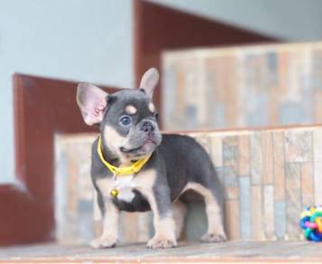 English Bulldog