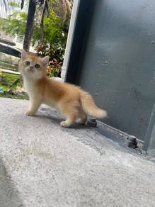 British Short Hair Golden