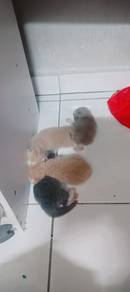 baby kitten bsh