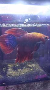 Betta fish 