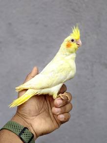 Burung 