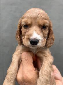 American cocker spaniel 