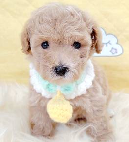Poodle