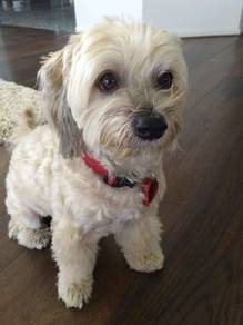 shih tzu mix 