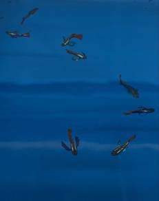 Guppies Sale
