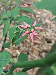 Euphorbia tithymaloides/Bird Flower/pokok burung