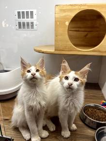 Mainecoon Cat