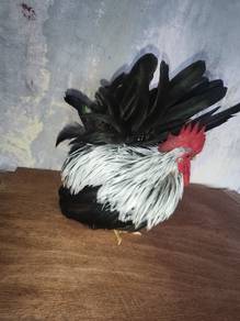 japanese bantam ( jantan )