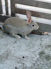 Rabbit for sale