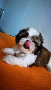 shihtzu&