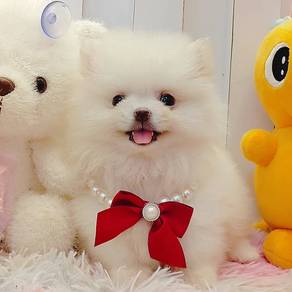 Pomeranian