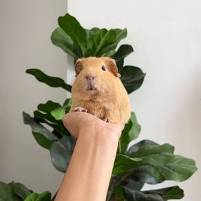 Cream american guinea pig tikus belanda