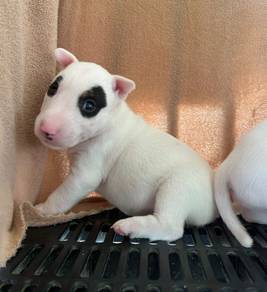 BULL TERRIER PUPPIES BT117 🐻  Female