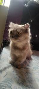 Kucing muchkin(kaki pendek)