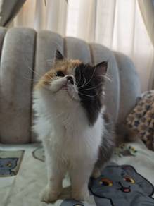 kitten female 4 ½ month old