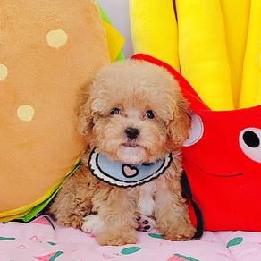 Poodle