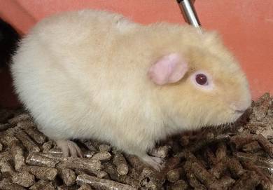 Teddy Guinea Pig for sale 