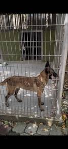 Malinois For Sale