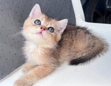 BSH Golden 2 month 