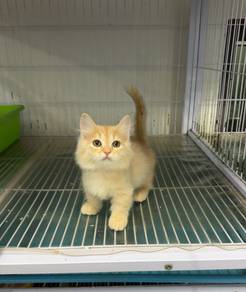 Cream munchkin kitten