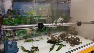 3 kaki Aquarium 