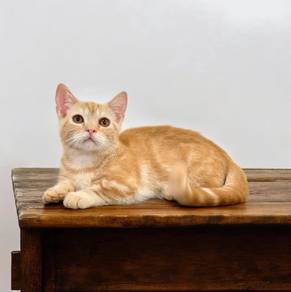 munchkin male