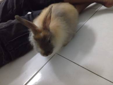 2month & Upper then Rabbit's🐰