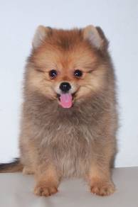 f10 Charming Pomeranian Dog