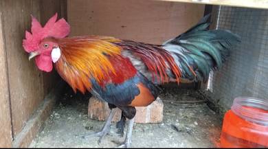 ayam