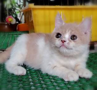 British Shorthair Kitten