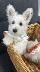 Westie Male West Highland Terrier Male Puppy