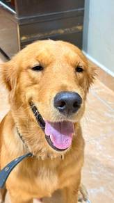 Pet For Adoption