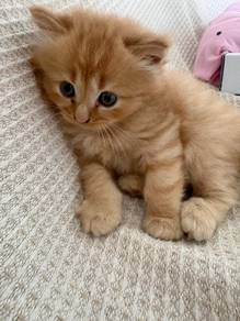 Persian Orange Mainecoone Kitten