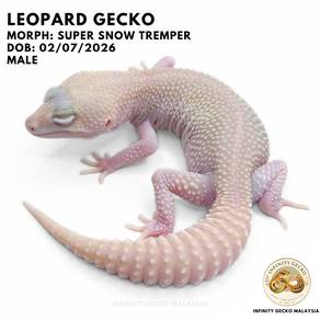 Leopard Gecko Malaysia Super Snow Tremper 新山豹纹守宫
