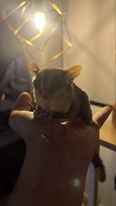 sugar glider