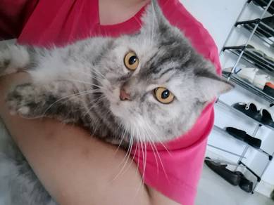BSH silver tabby 