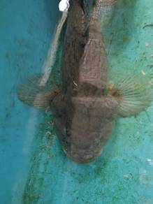 2 ekor Ikan ketutu besar (Soon Hock)