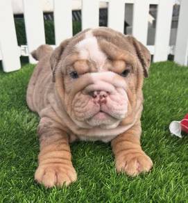 ENGLISH BULLDOG PUPPIES EB430 🐻 BullDog Available