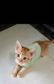 Pretty Ginger Adoption Ipoh