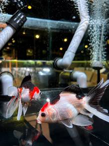 Tri Color Shogun Oranda