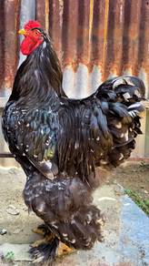 Ayam Brahma