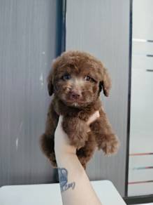 Maltipoo