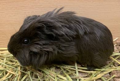 Silkie Guinea Pig