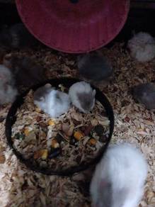 hamster chambell bulu biri2