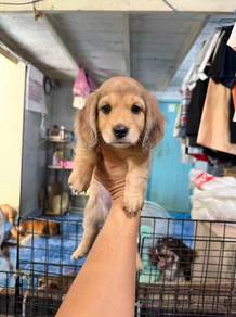 Miniature Daschund