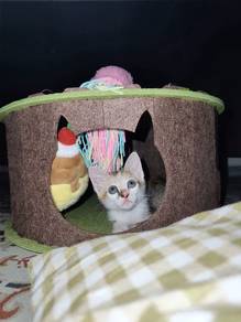 Anak kucing