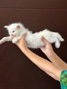 MainCoon